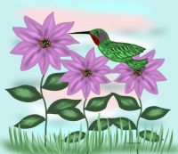Hummingbird Fantasy